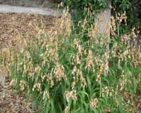chasmanthium latifolium ab.jpg